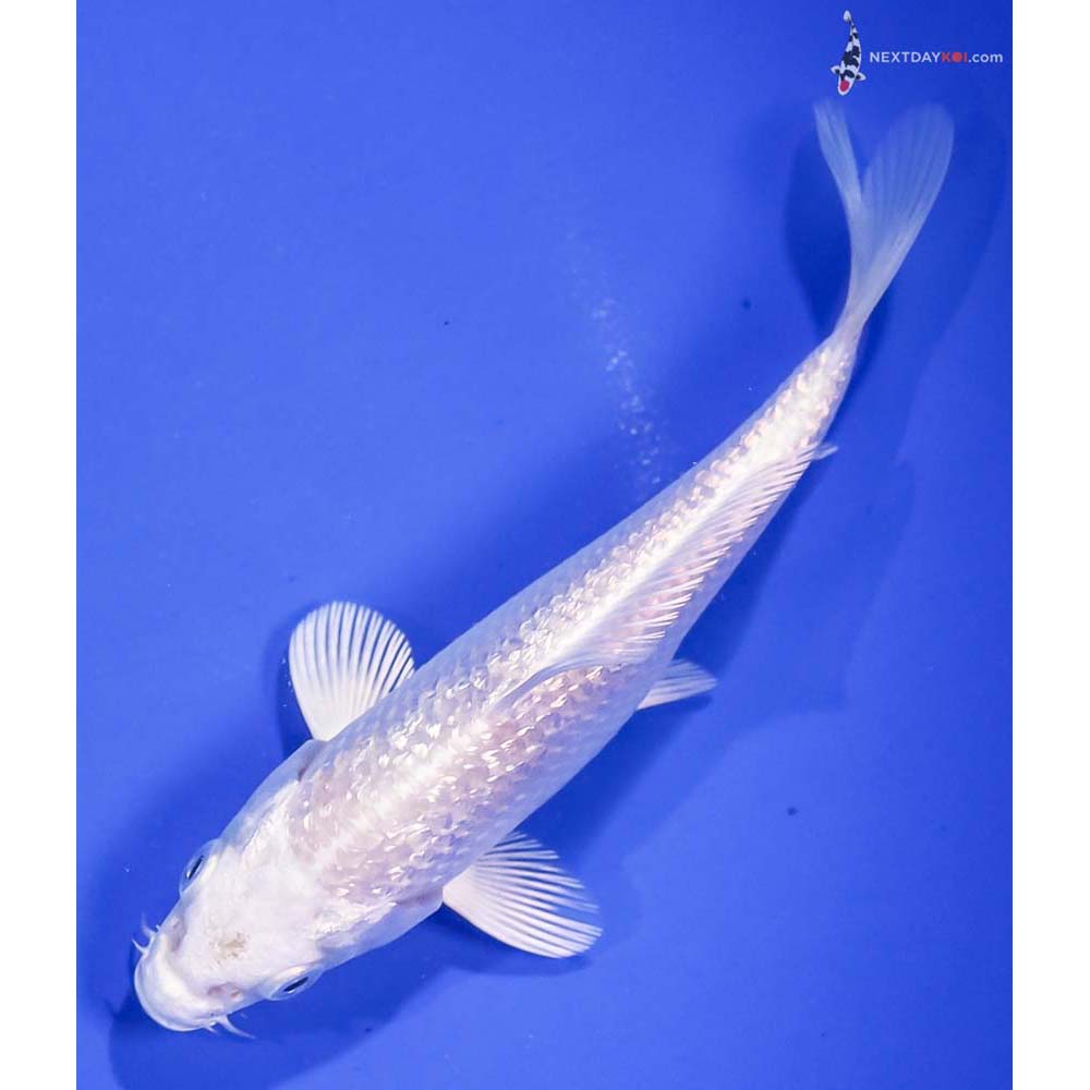 4.5β Imported Gin Rin Platinum Ogon