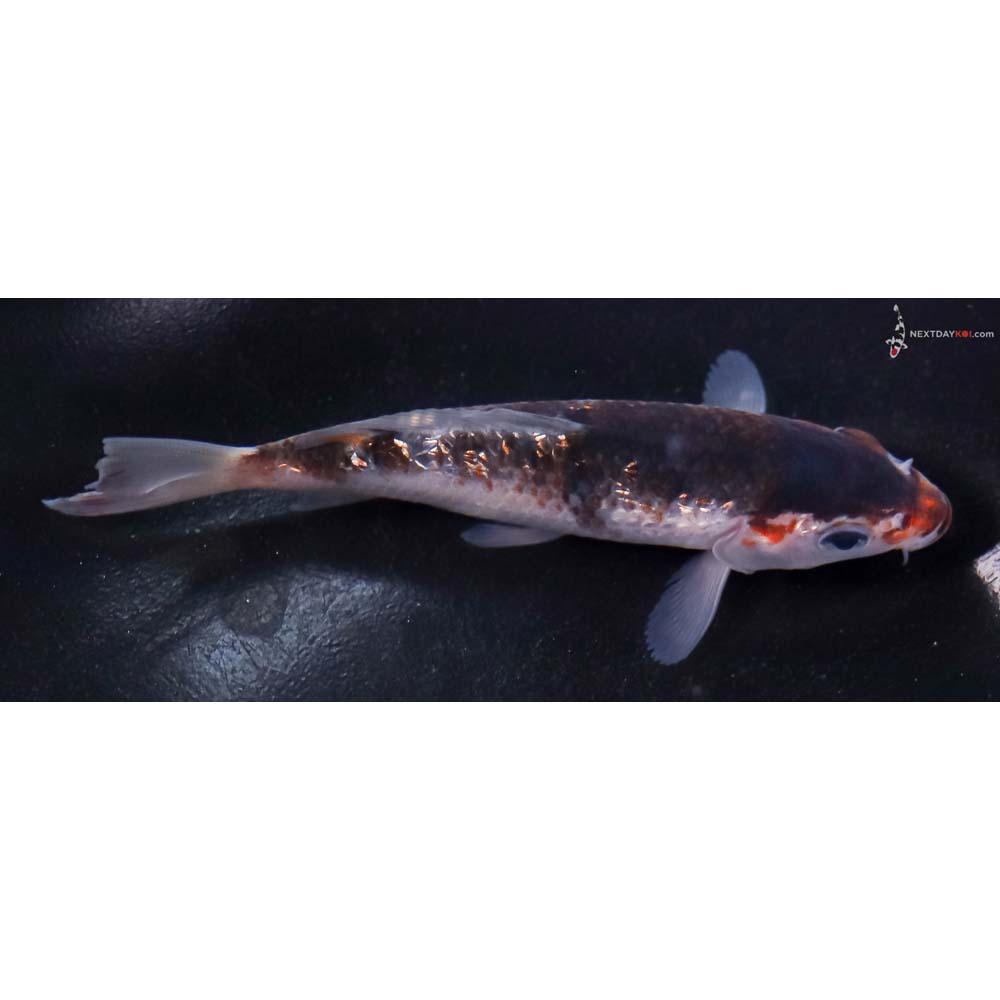 4.5” Imported Gin Rin Goromo