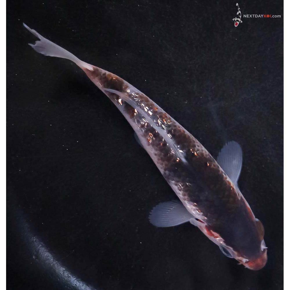 4.5” Imported Gin Rin Goromo