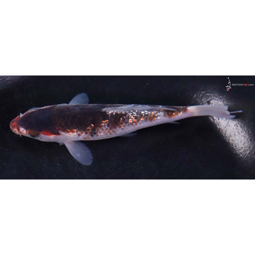 4.5” Imported Gin Rin Goromo