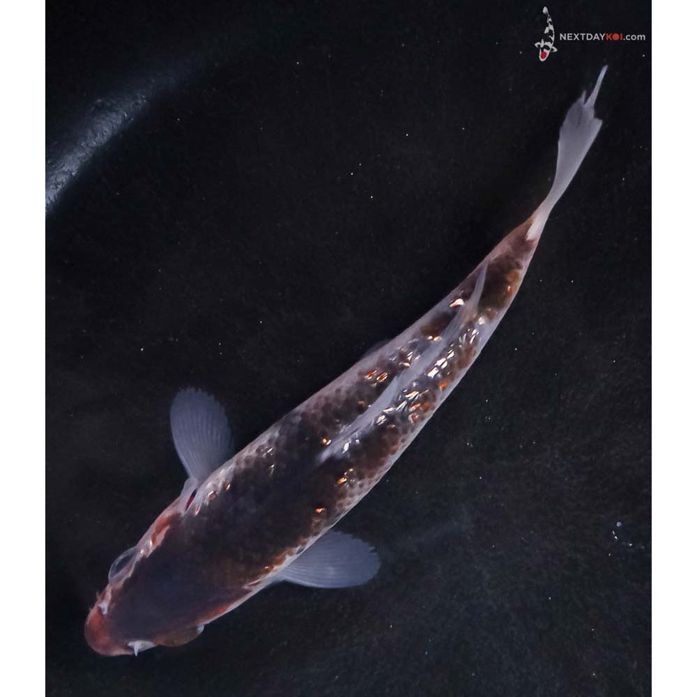 4.5” Imported Gin Rin Goromo