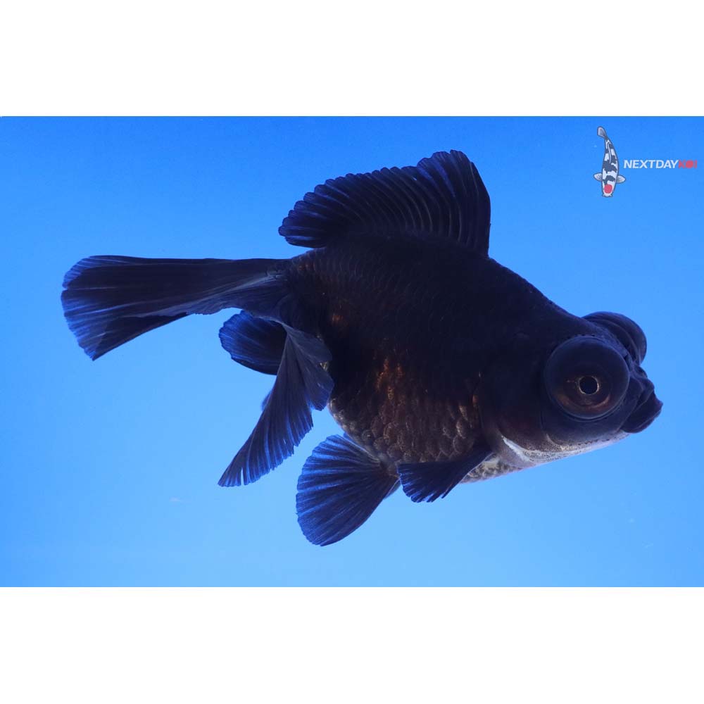 4.5” Imported Black Butterfly Tail