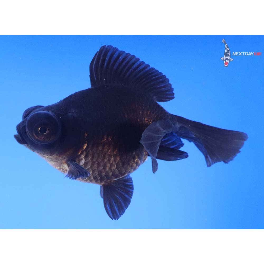 4.5” Imported Black Butterfly Tail