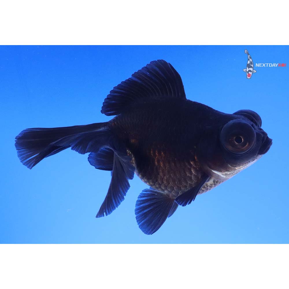 4.5” Imported Black Butterfly Tail