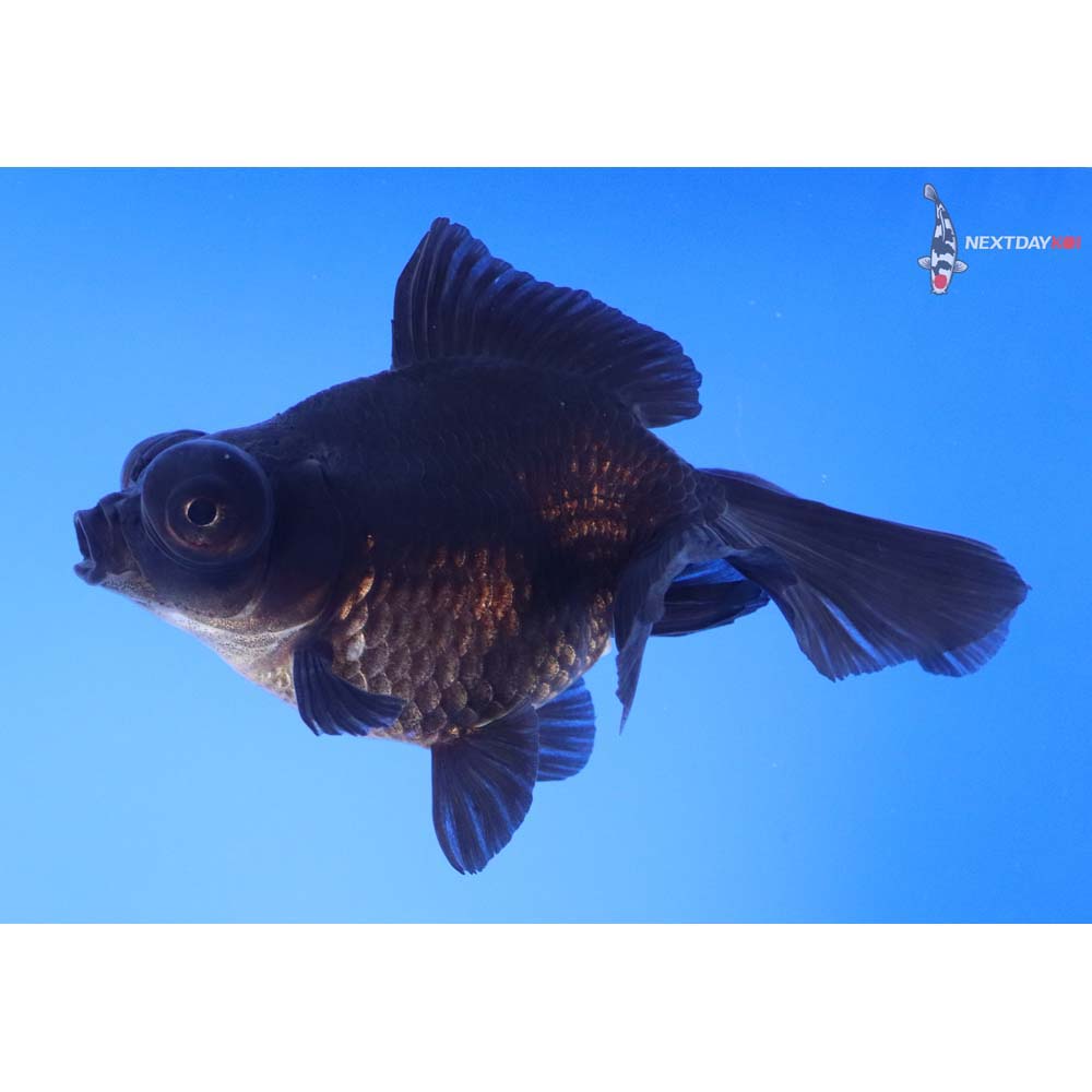 4.5” Imported Black Butterfly Tail