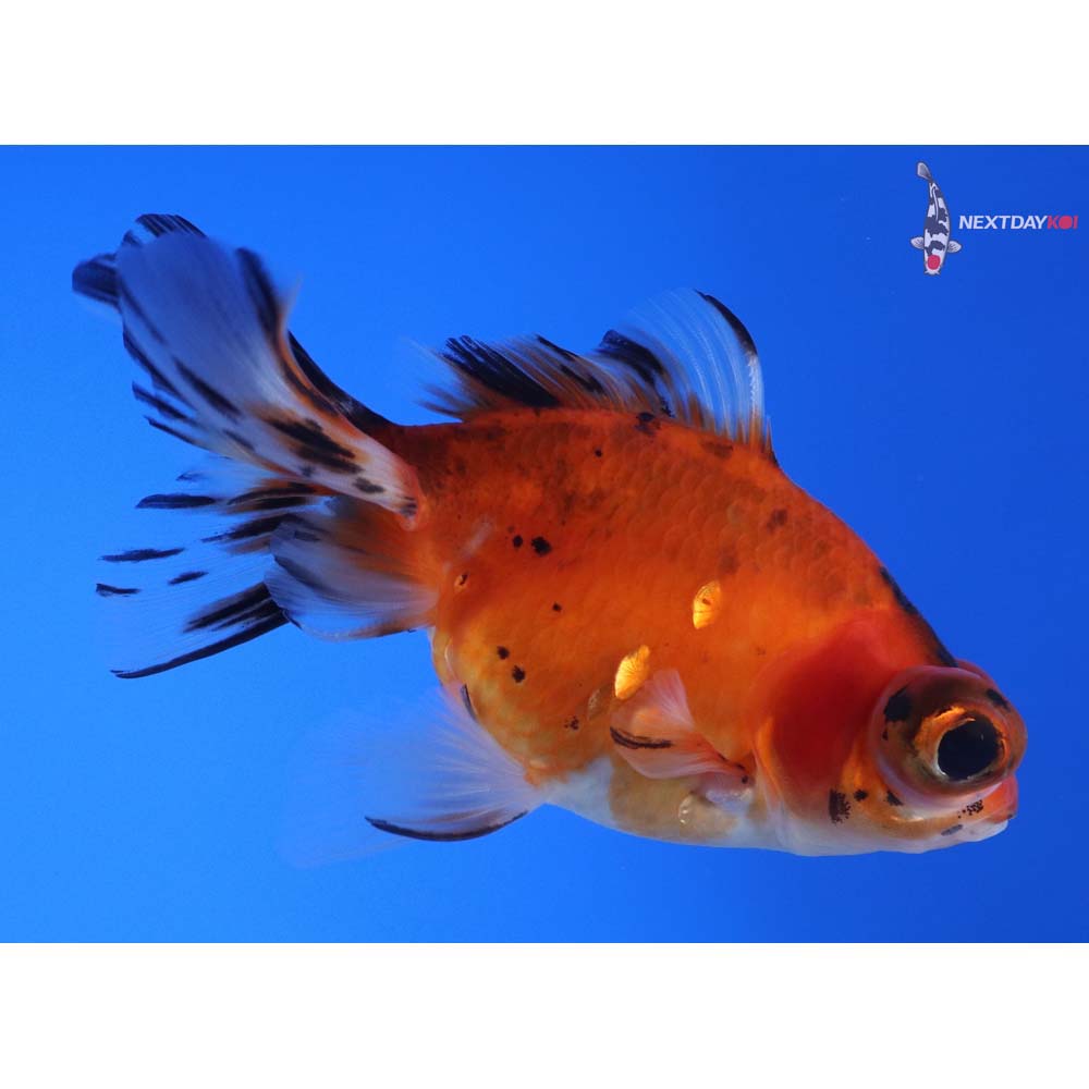 4.5” Imported Calico Butterfly Tail