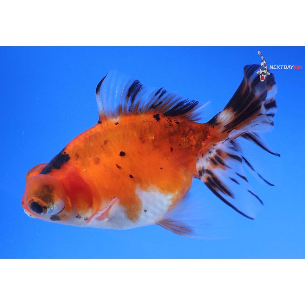 4.5” Imported Calico Butterfly Tail