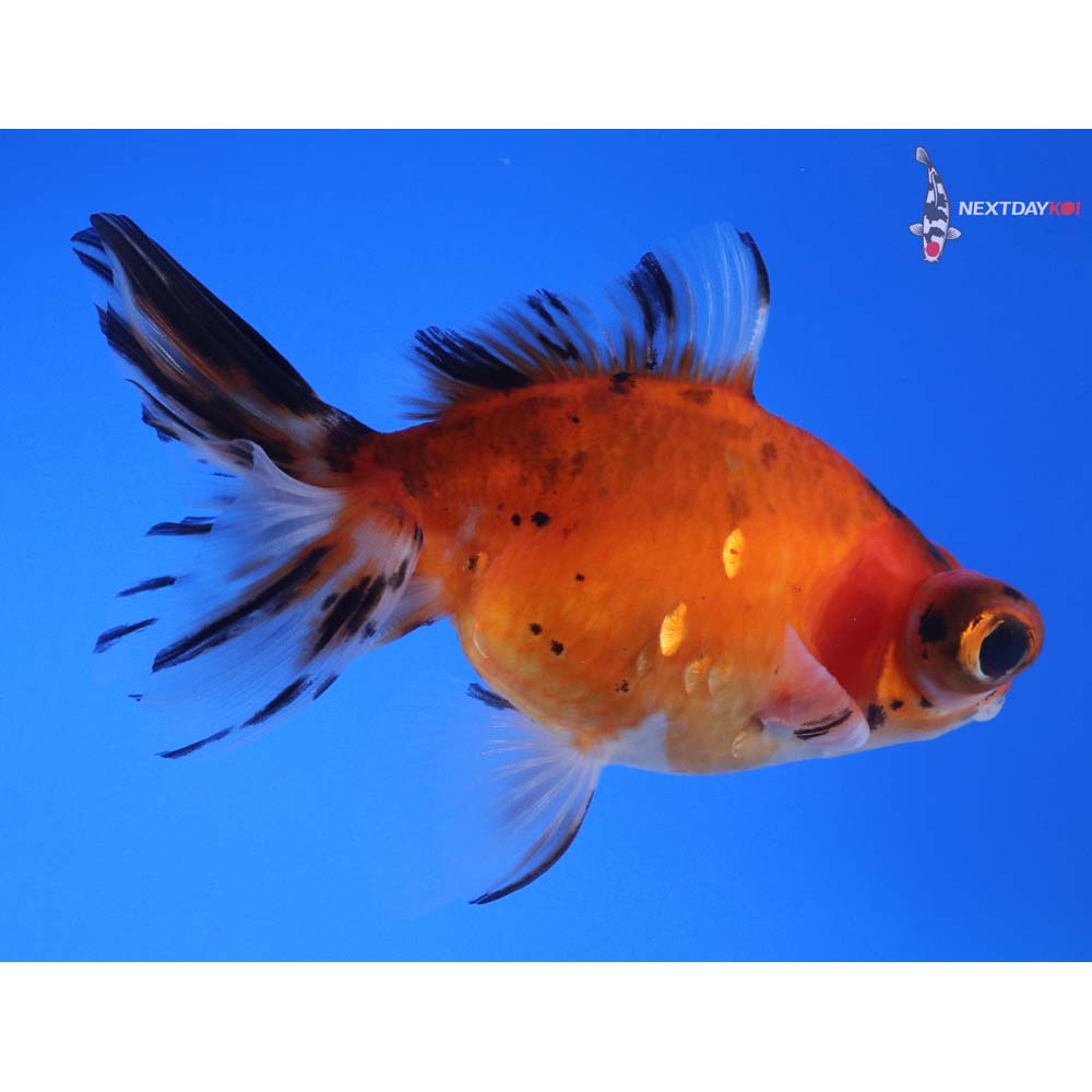 4.5” Imported Calico Butterfly Tail