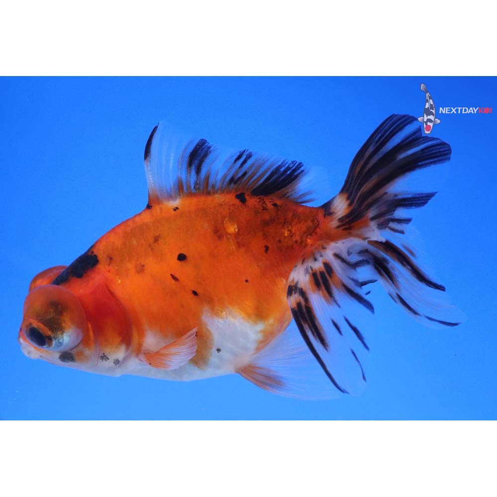 4.5” Imported Calico Butterfly Tail