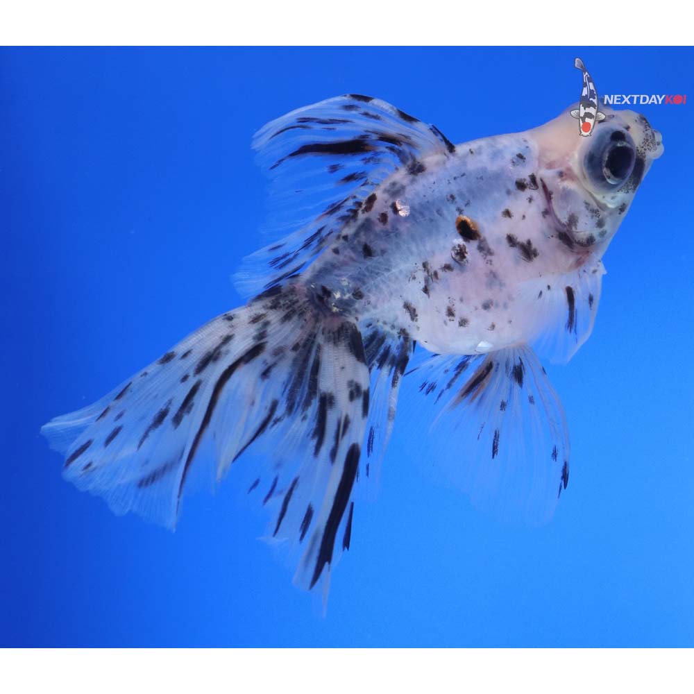 5” Imported Calico Butterfly Tail