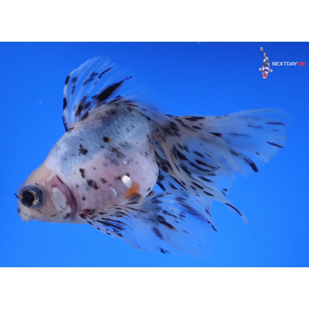 5” Imported Calico Butterfly Tail