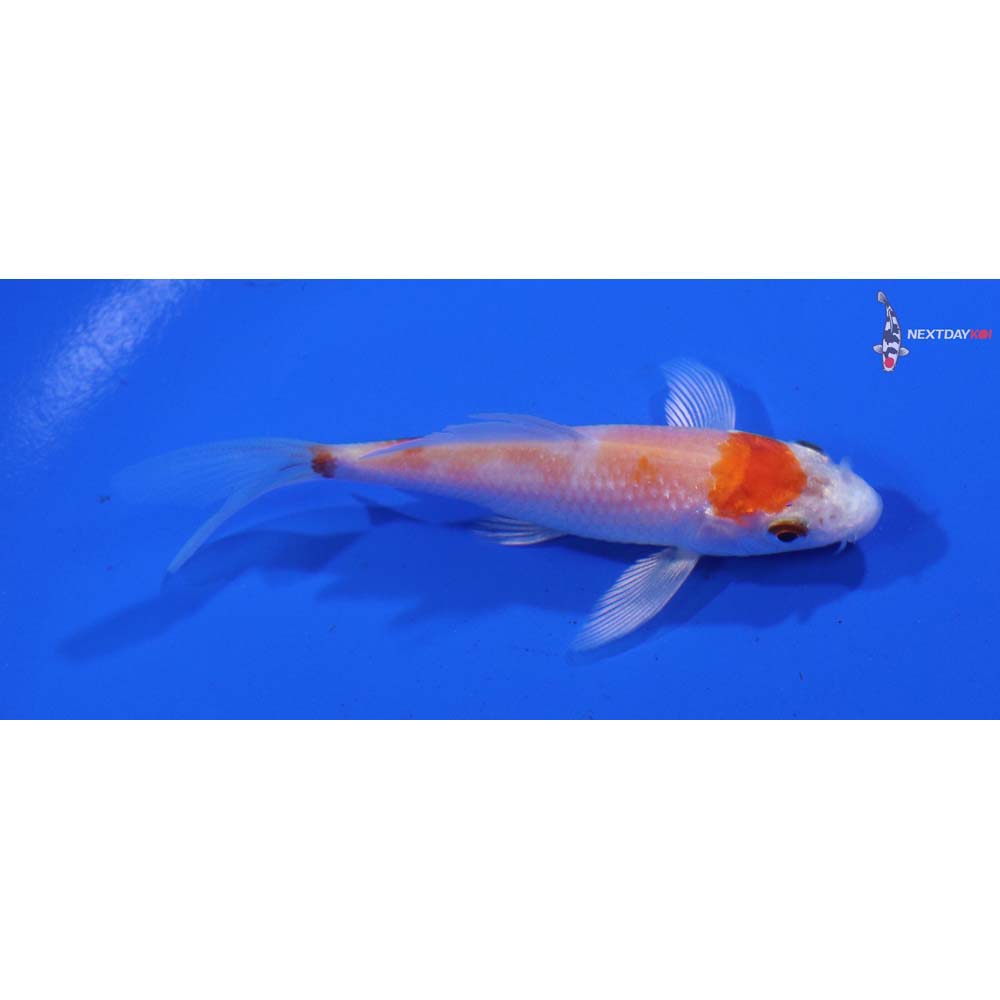 3” Imported Hariwake Butterfly Koi