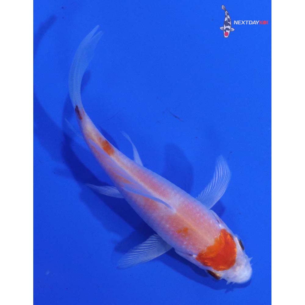 3” Imported Hariwake Butterfly Koi