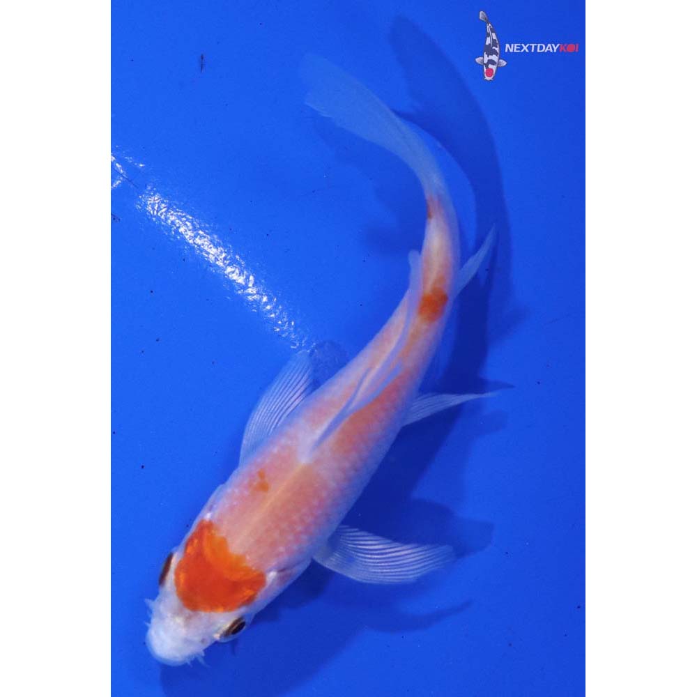 3” Imported Hariwake Butterfly Koi
