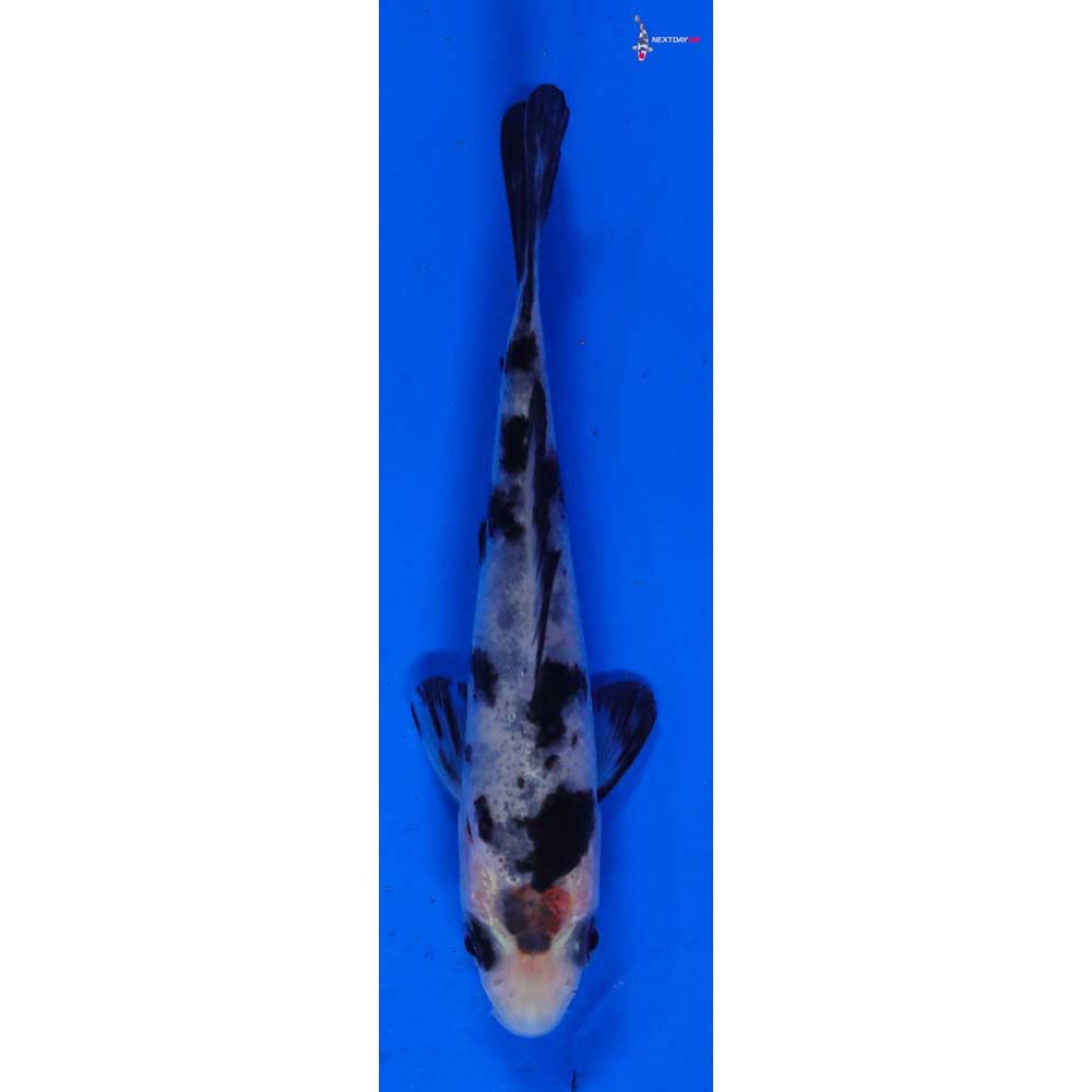 3” Imported Shiro Bekko