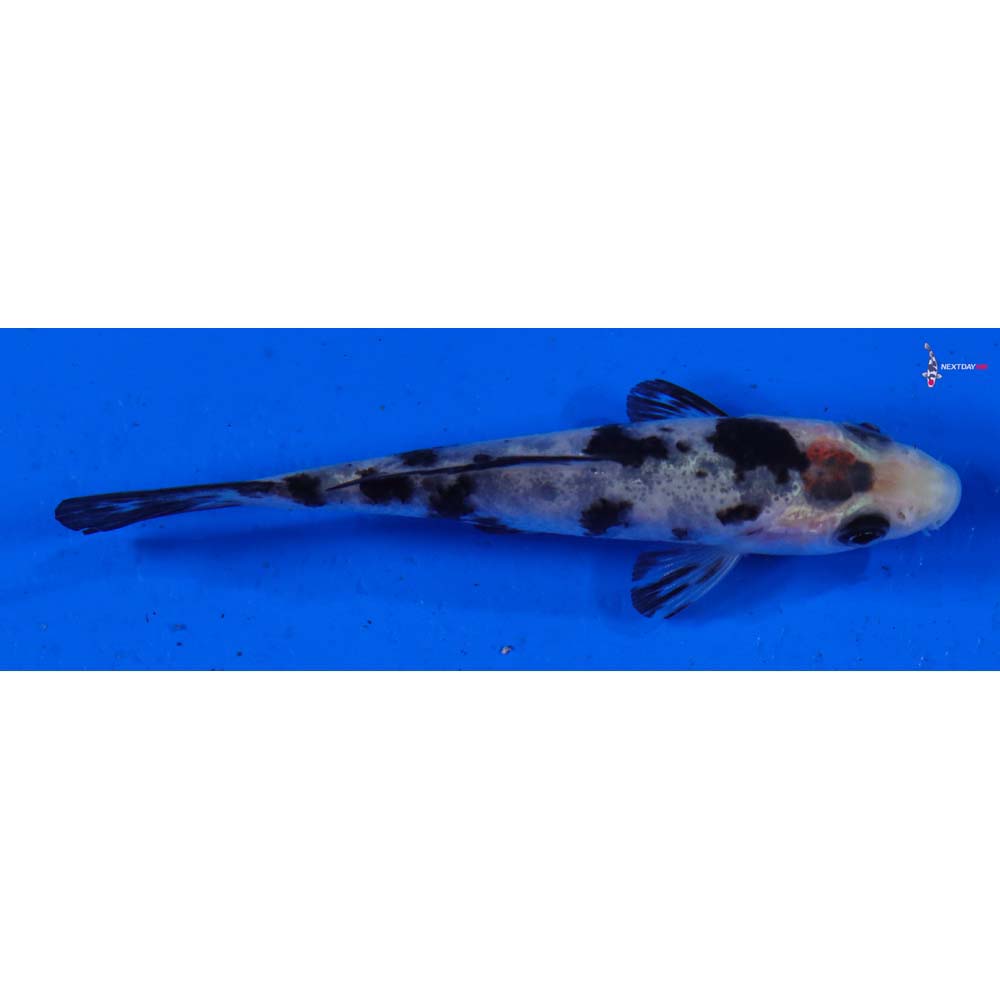 3” Imported Shiro Bekko