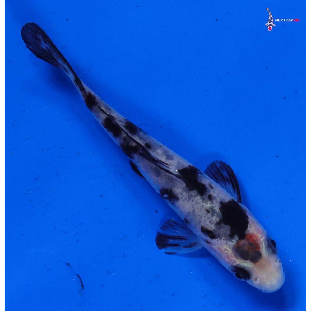 3” Imported Shiro Bekko