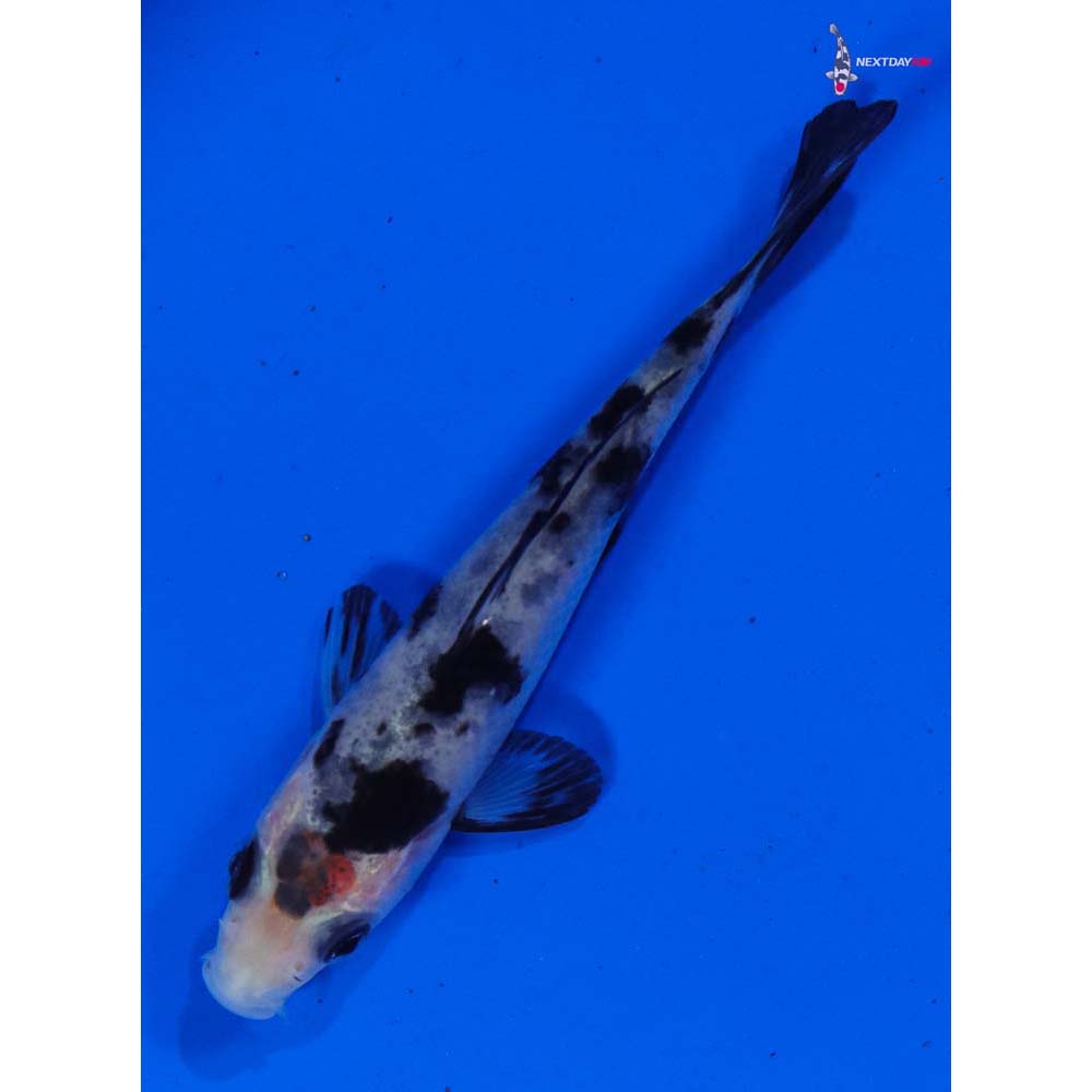 3” Imported Shiro Bekko