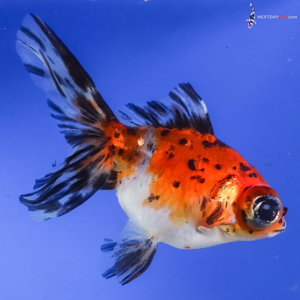 5” Imported Calico Telescope Fantail