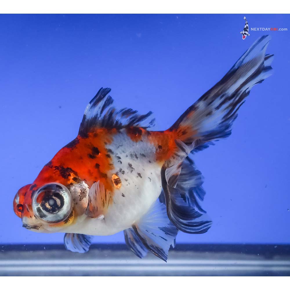 5” Imported Calico Telescope Fantail