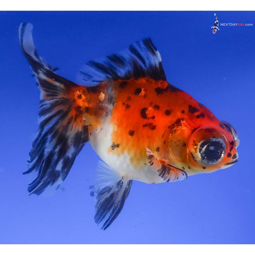 5” Imported Calico Telescope Fantail