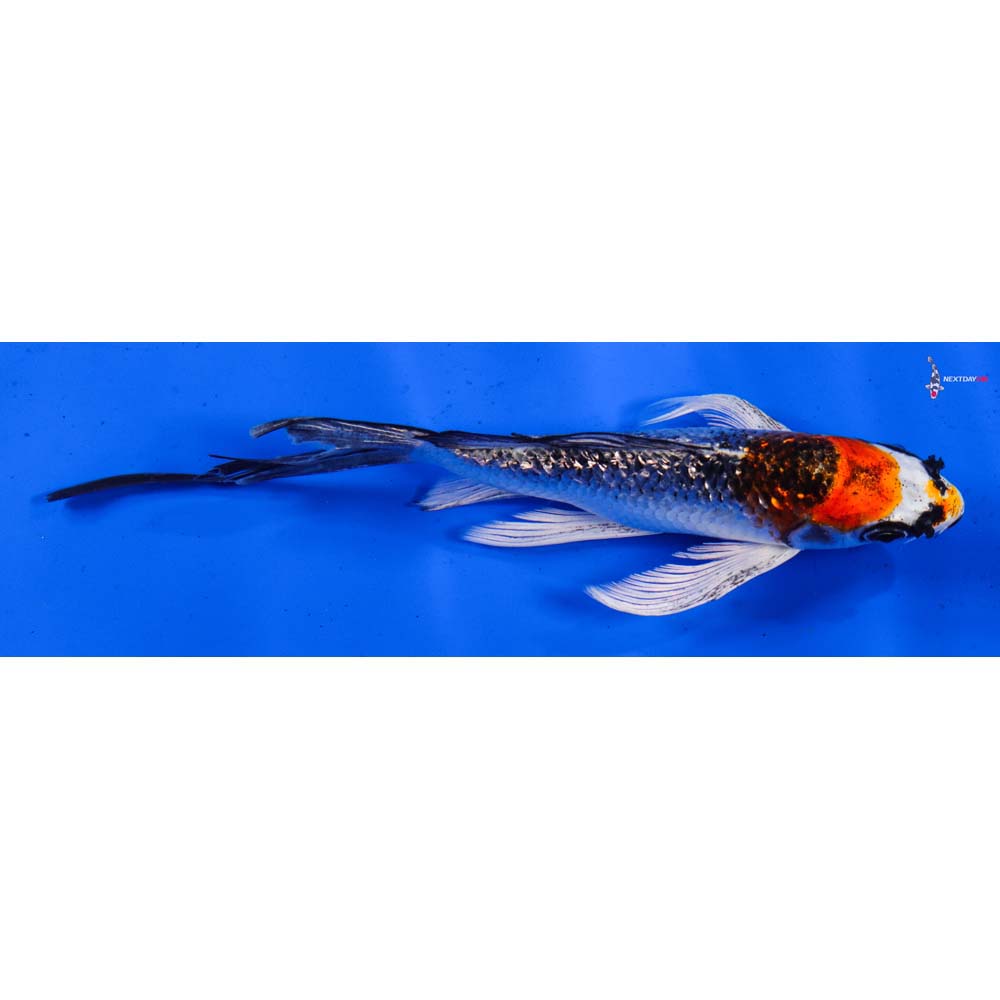 7” Imported Gin Rin Kujaku Butterfly Koi