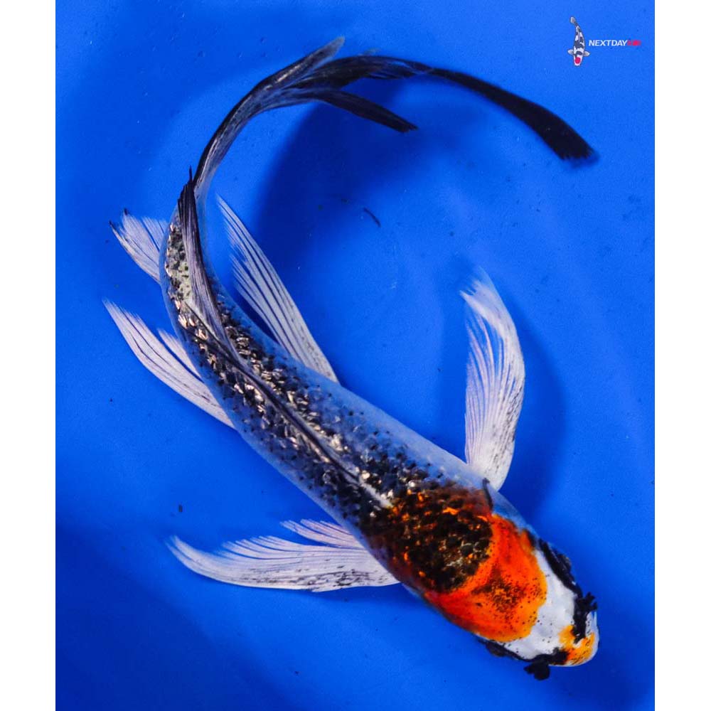 7” Imported Gin Rin Kujaku Butterfly Koi