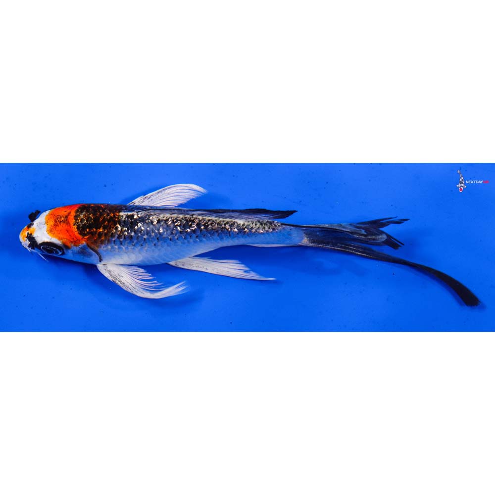 7” Imported Gin Rin Kujaku Butterfly Koi