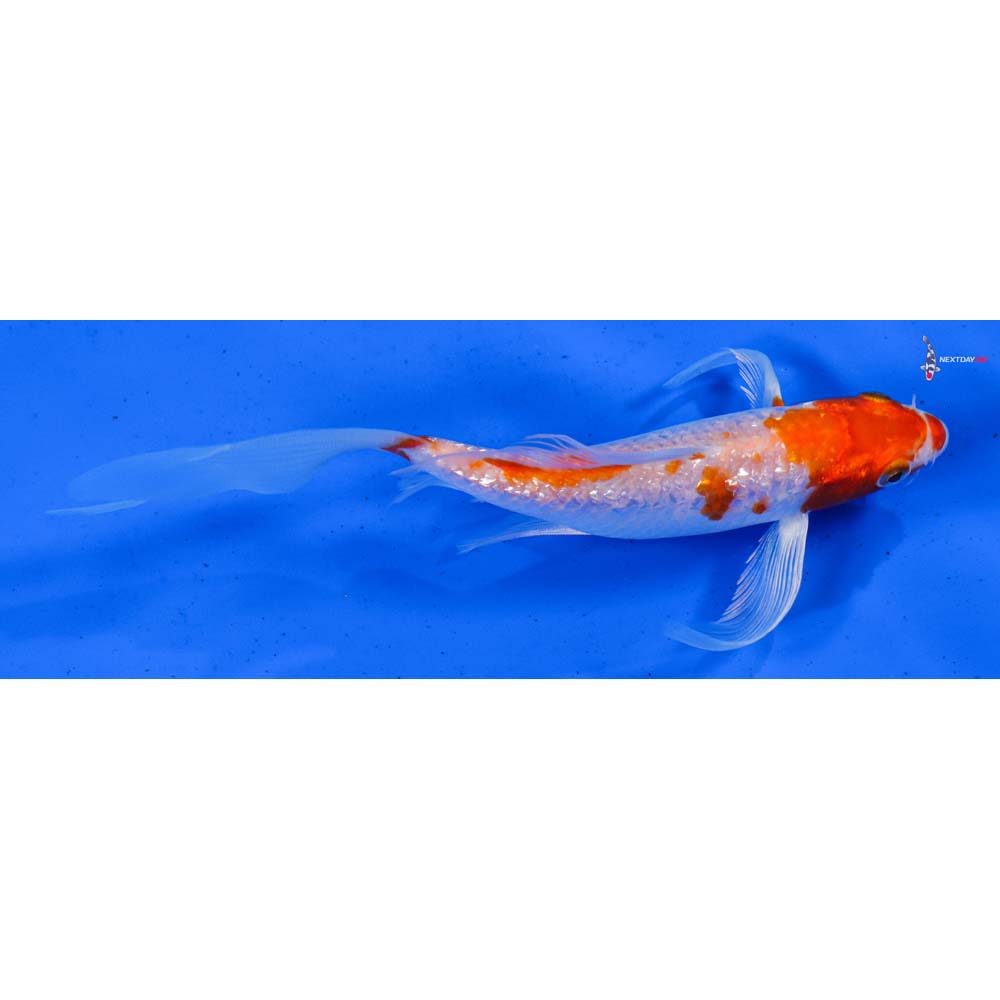 7” Imported Gin Rin Hariwake Butterfly Koi