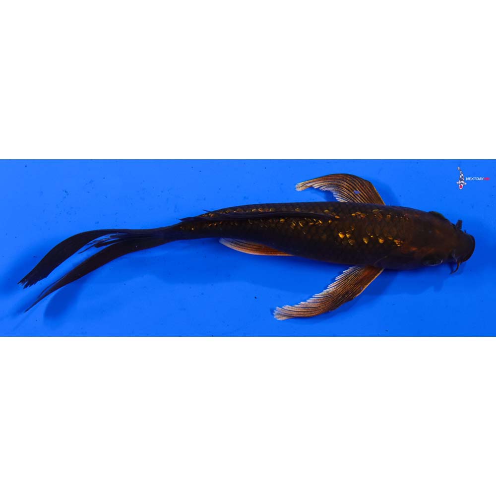 6.5” Imported Gin Rin Chagoi Butterfly Koi