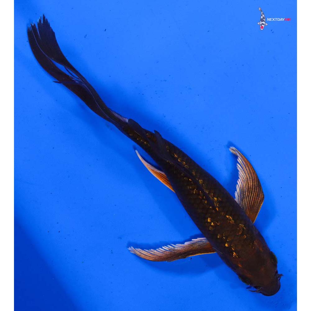 6.5” Imported Gin Rin Chagoi Butterfly Koi