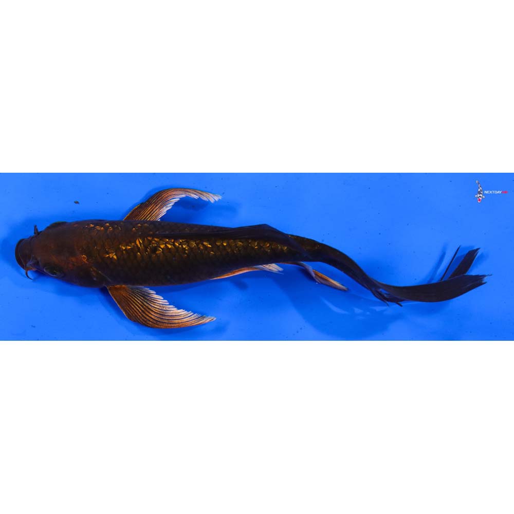 6.5” Imported Gin Rin Chagoi Butterfly Koi