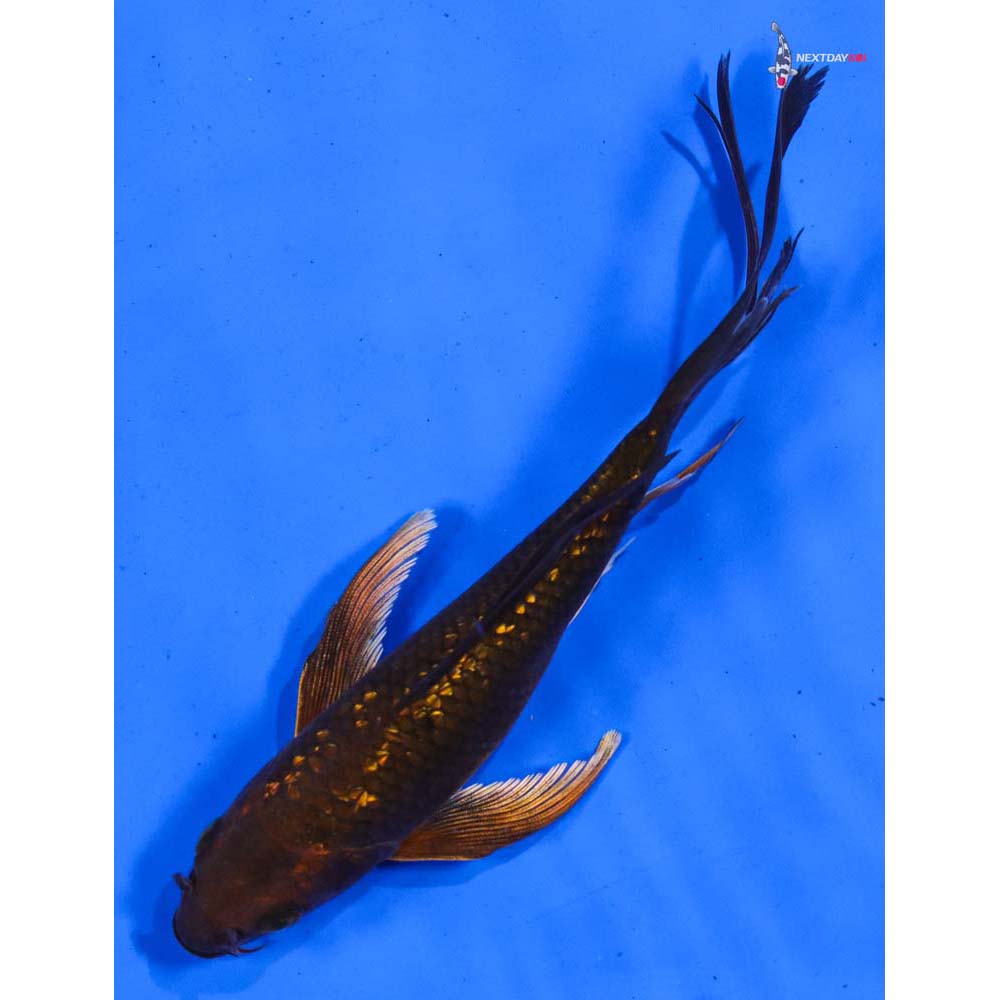 6.5” Imported Gin Rin Chagoi Butterfly Koi