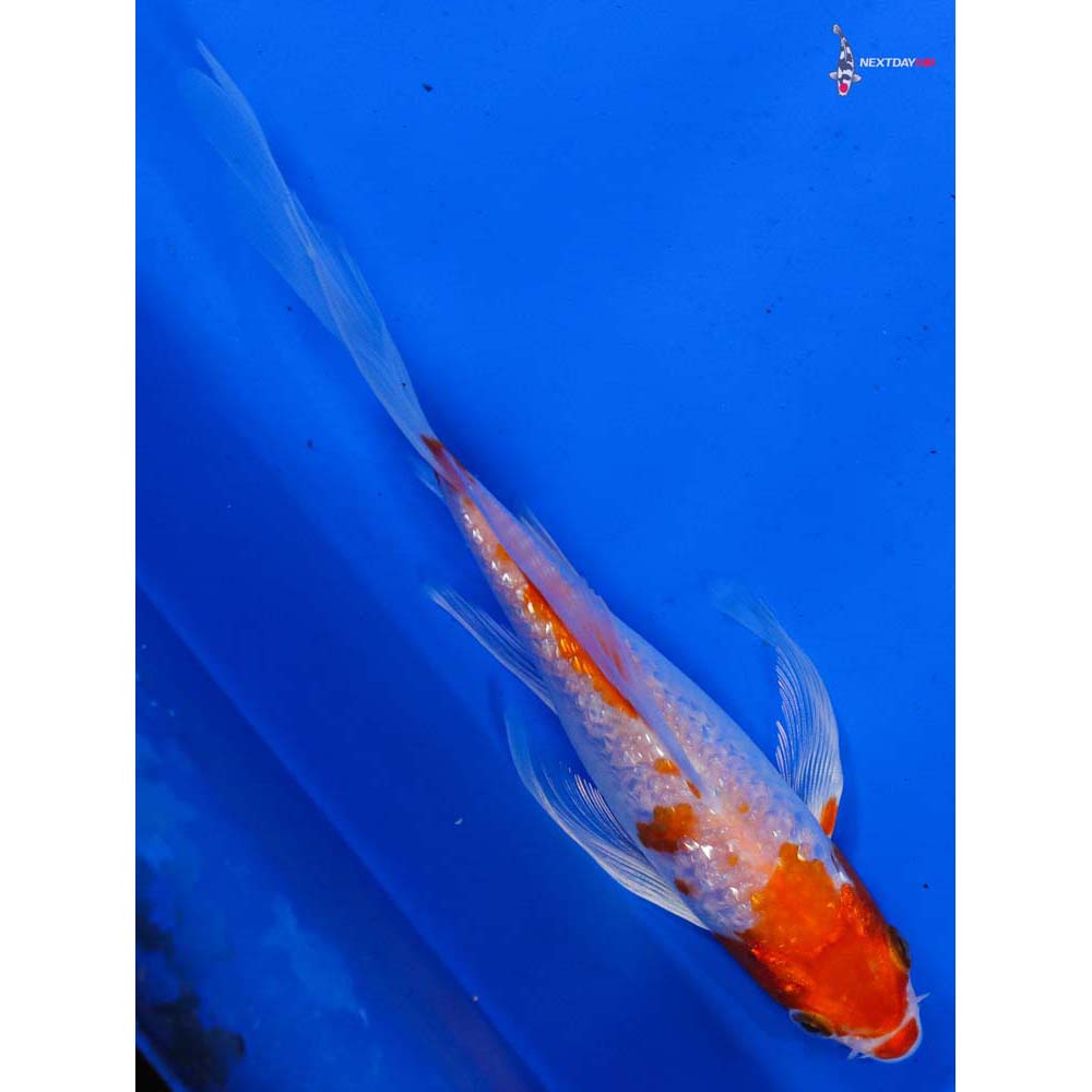 7” Imported Gin Rin Hariwake Butterfly Koi
