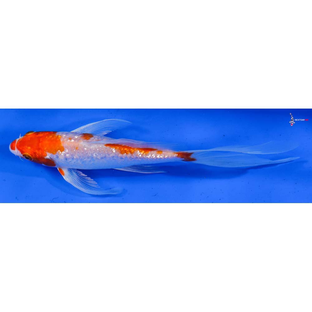 7” Imported Gin Rin Hariwake Butterfly Koi