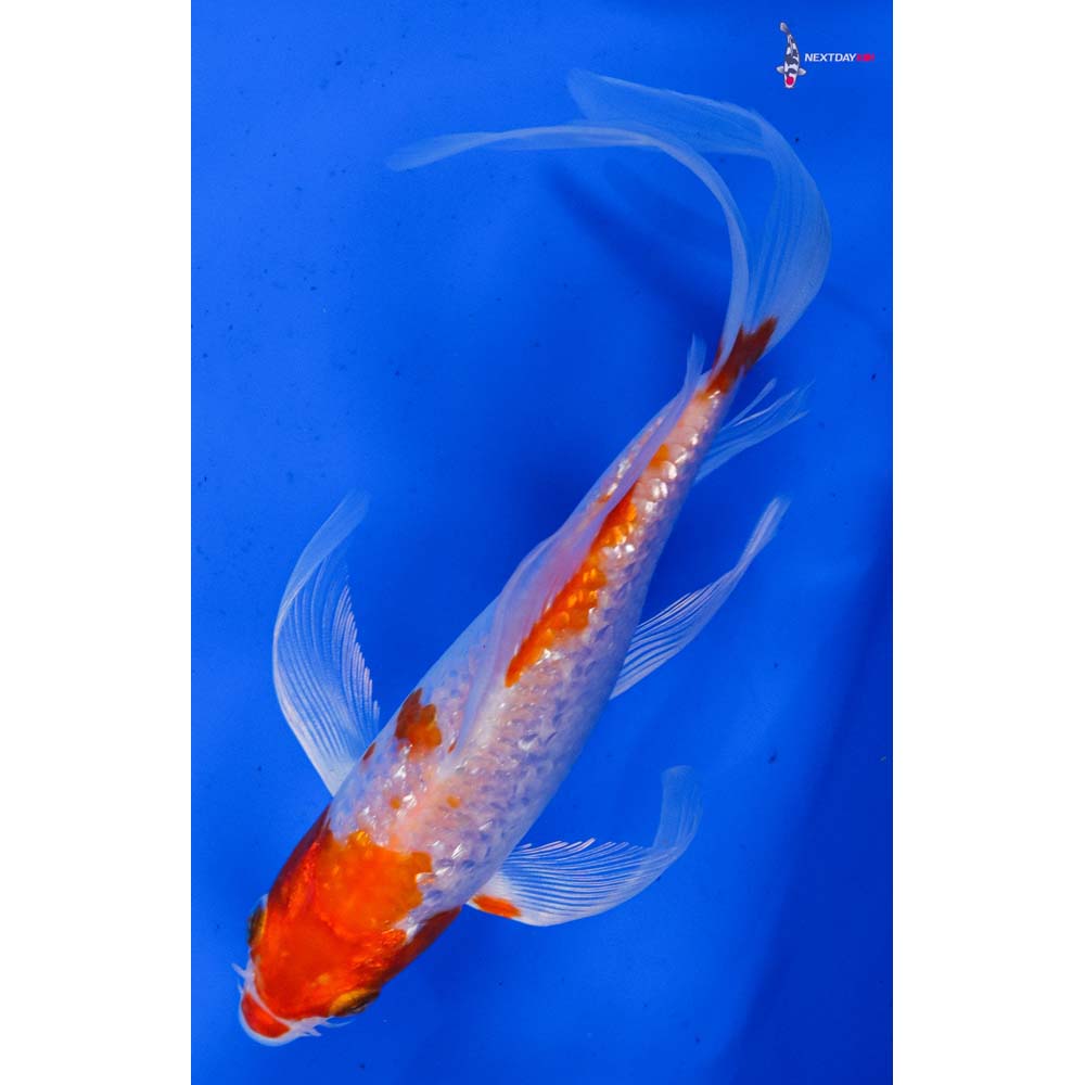 7” Imported Gin Rin Hariwake Butterfly Koi