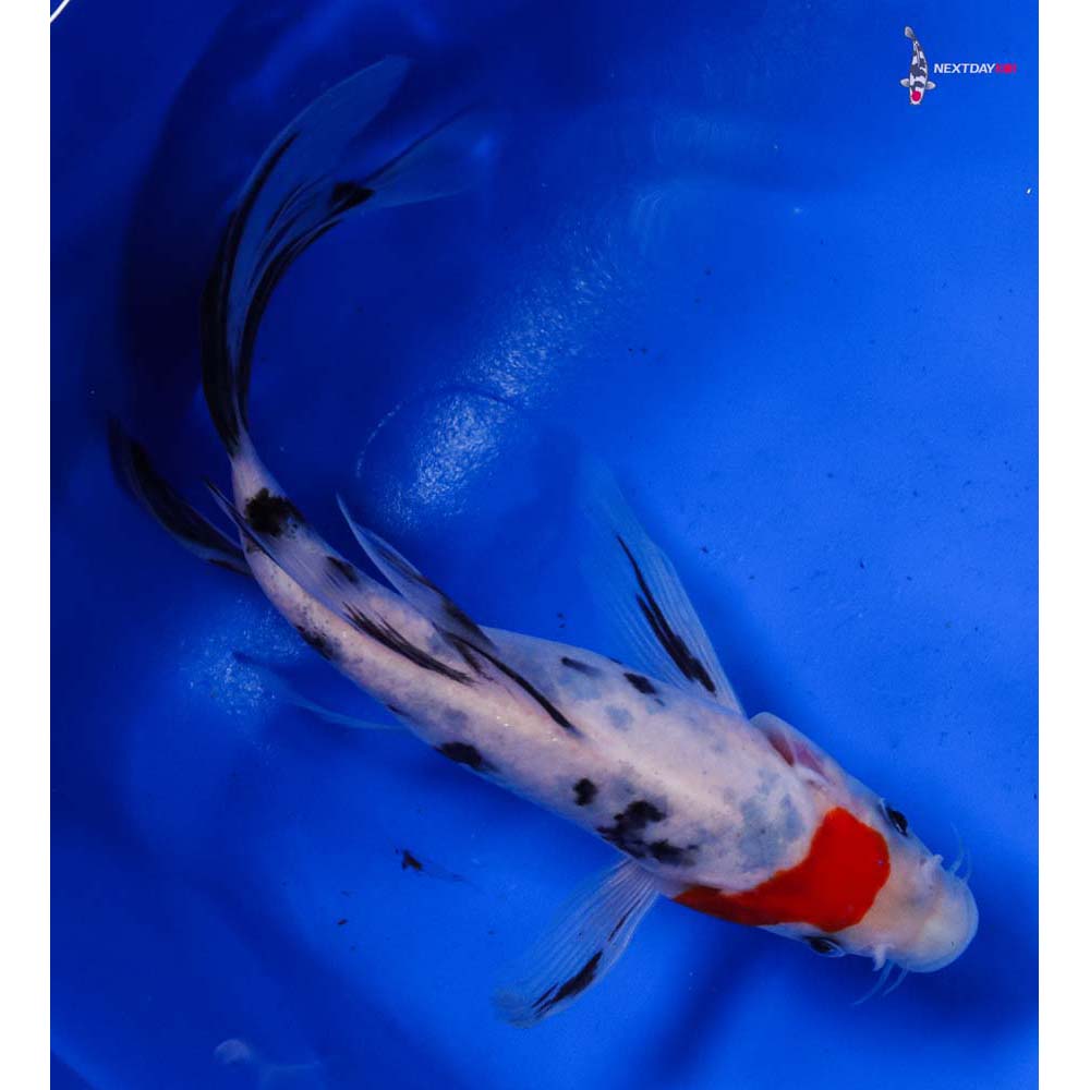 6” Imported Sanke Butterfly Koi