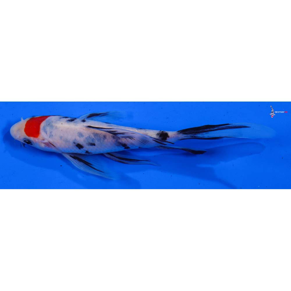 6” Imported Sanke Butterfly Koi