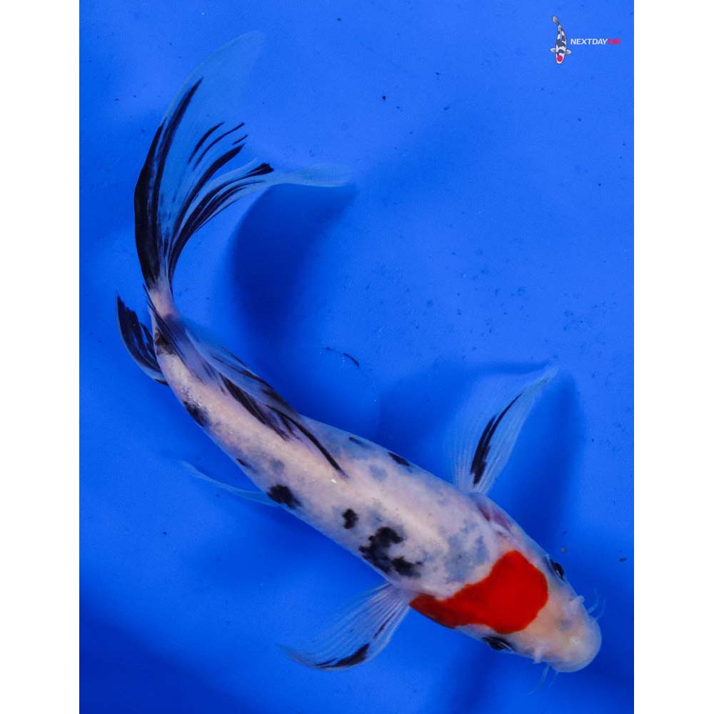 6” Imported Sanke Butterfly Koi