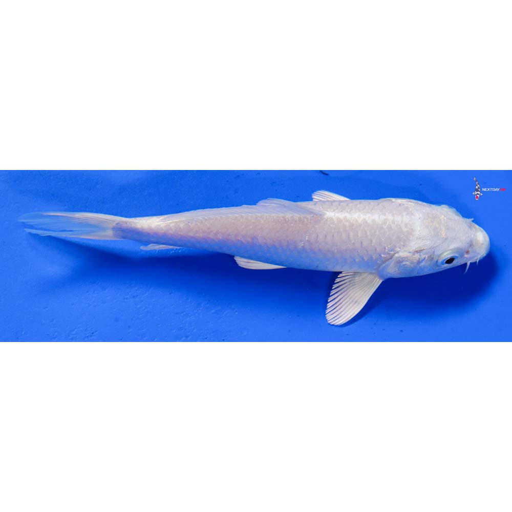 6” Imported Platinum Ogon