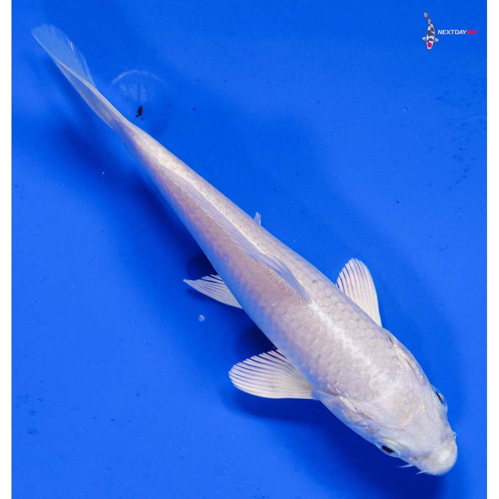 6” Imported Platinum Ogon