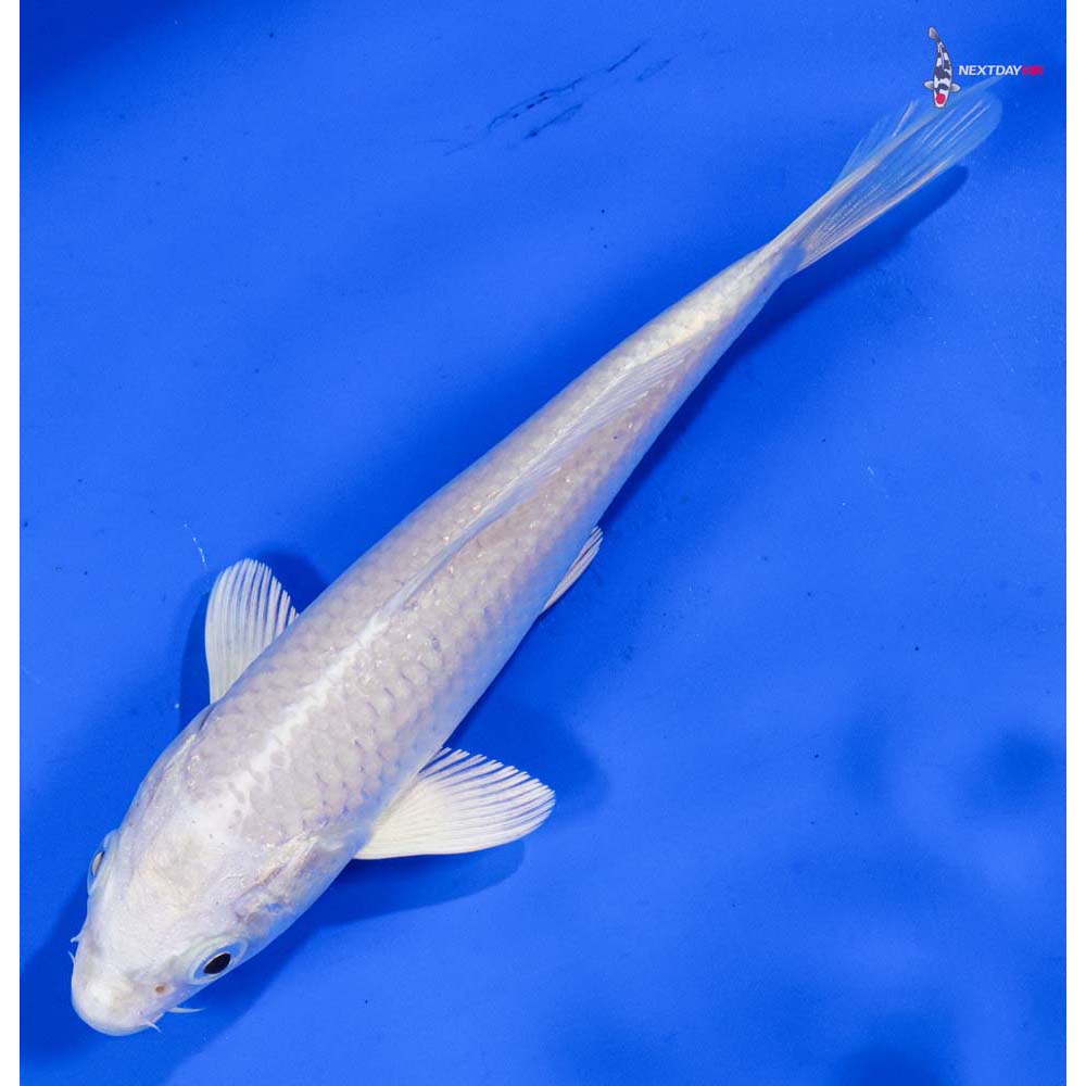 6” Imported Platinum Ogon