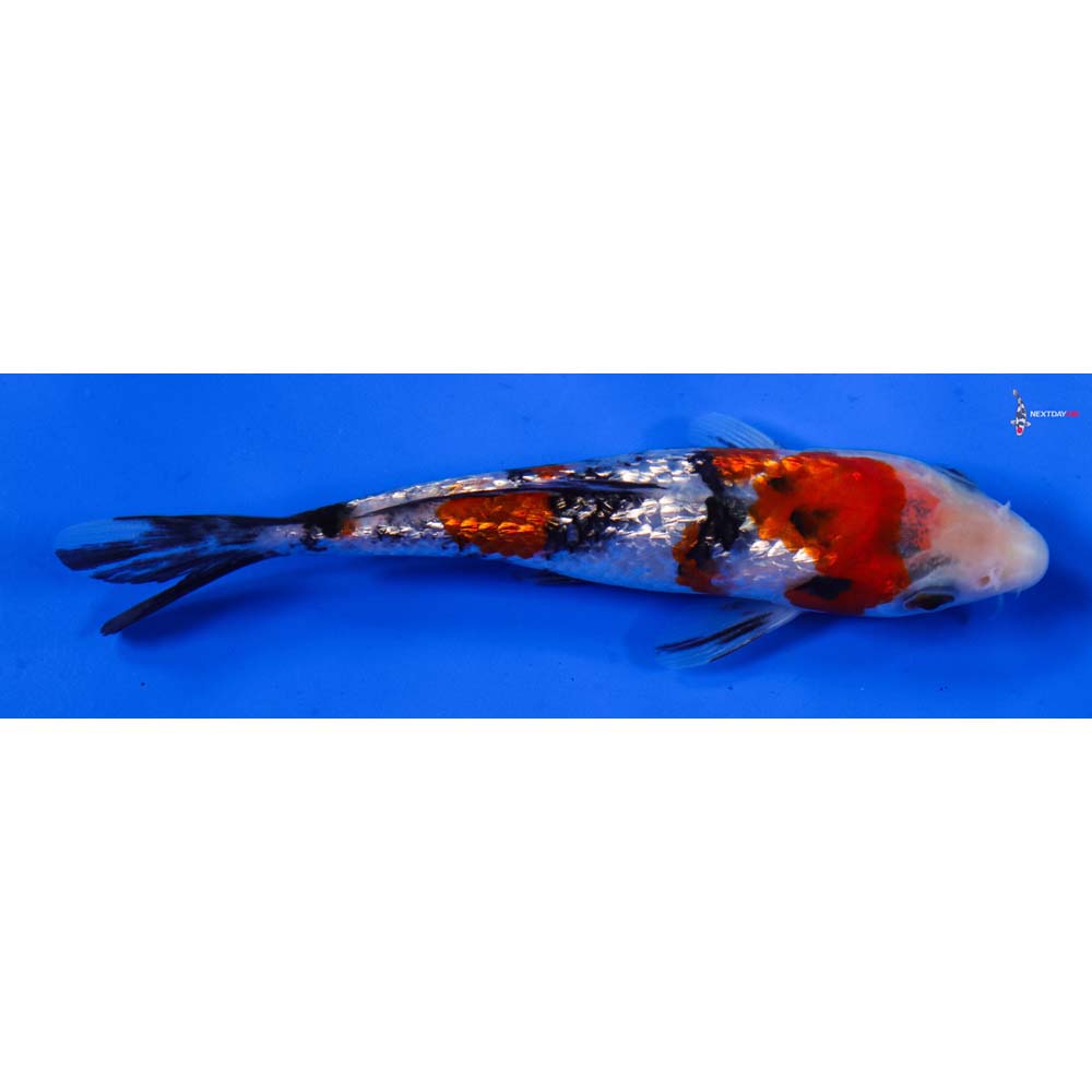 5.5” Imported Gin Rin Sanke