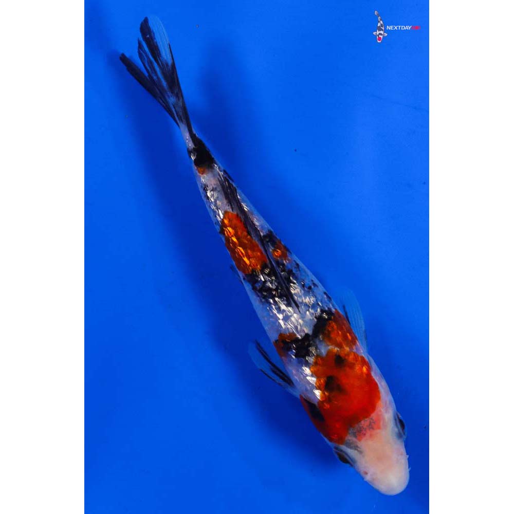 5.5” Imported Gin Rin Sanke