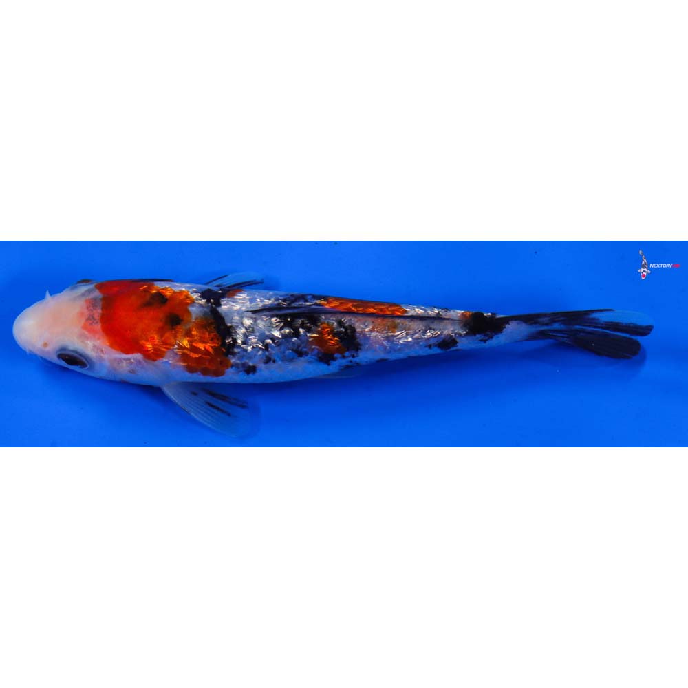 5.5” Imported Gin Rin Sanke