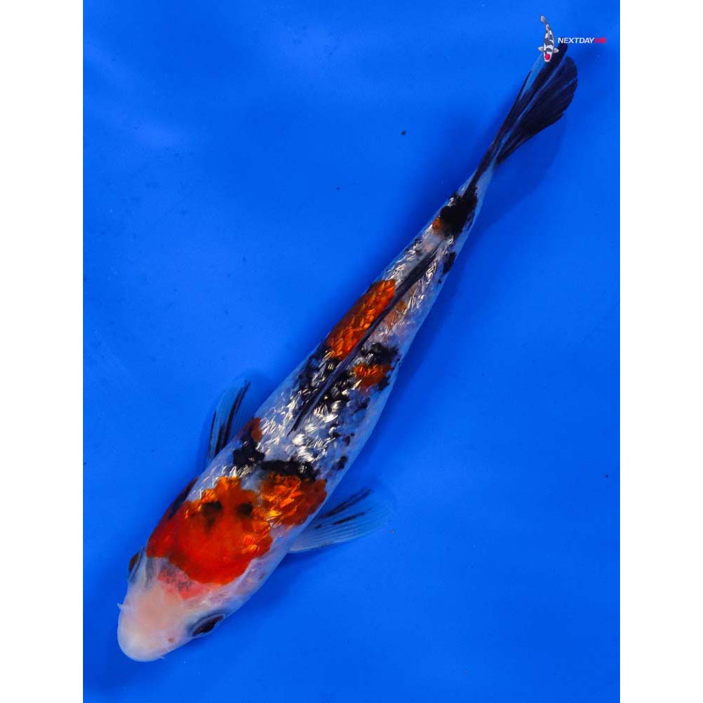 5.5” Imported Gin Rin Sanke