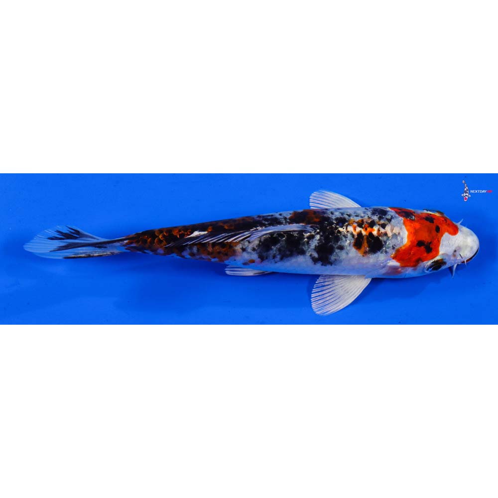 6” Imported Yamato Nishiki