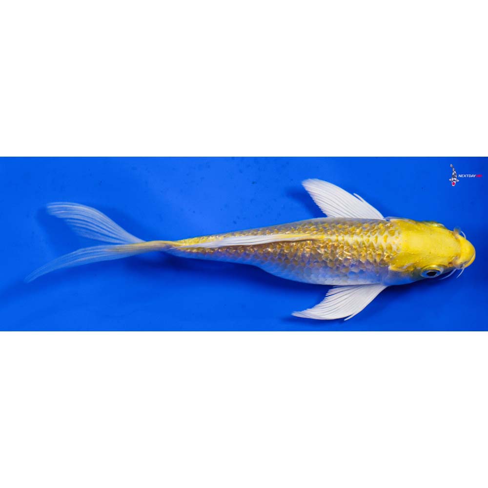 5.5” Imported Gin Rin Lemon Hariwake Butterfly Koi