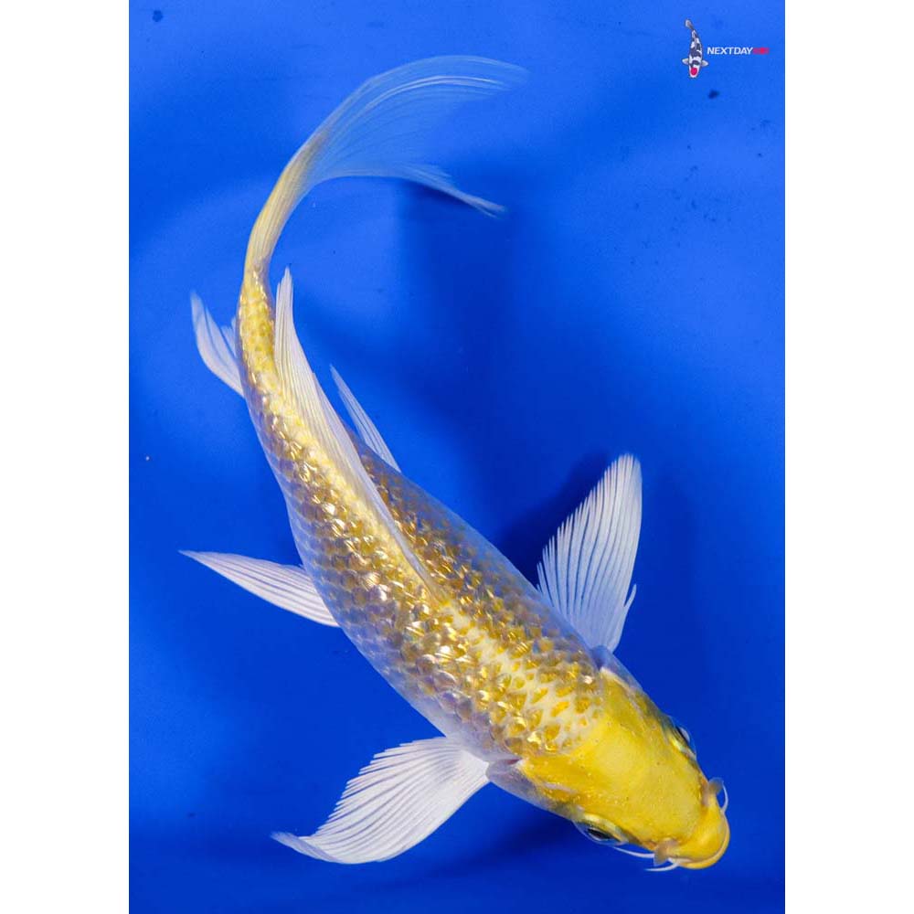 5.5” Imported Gin Rin Lemon Hariwake Butterfly Koi