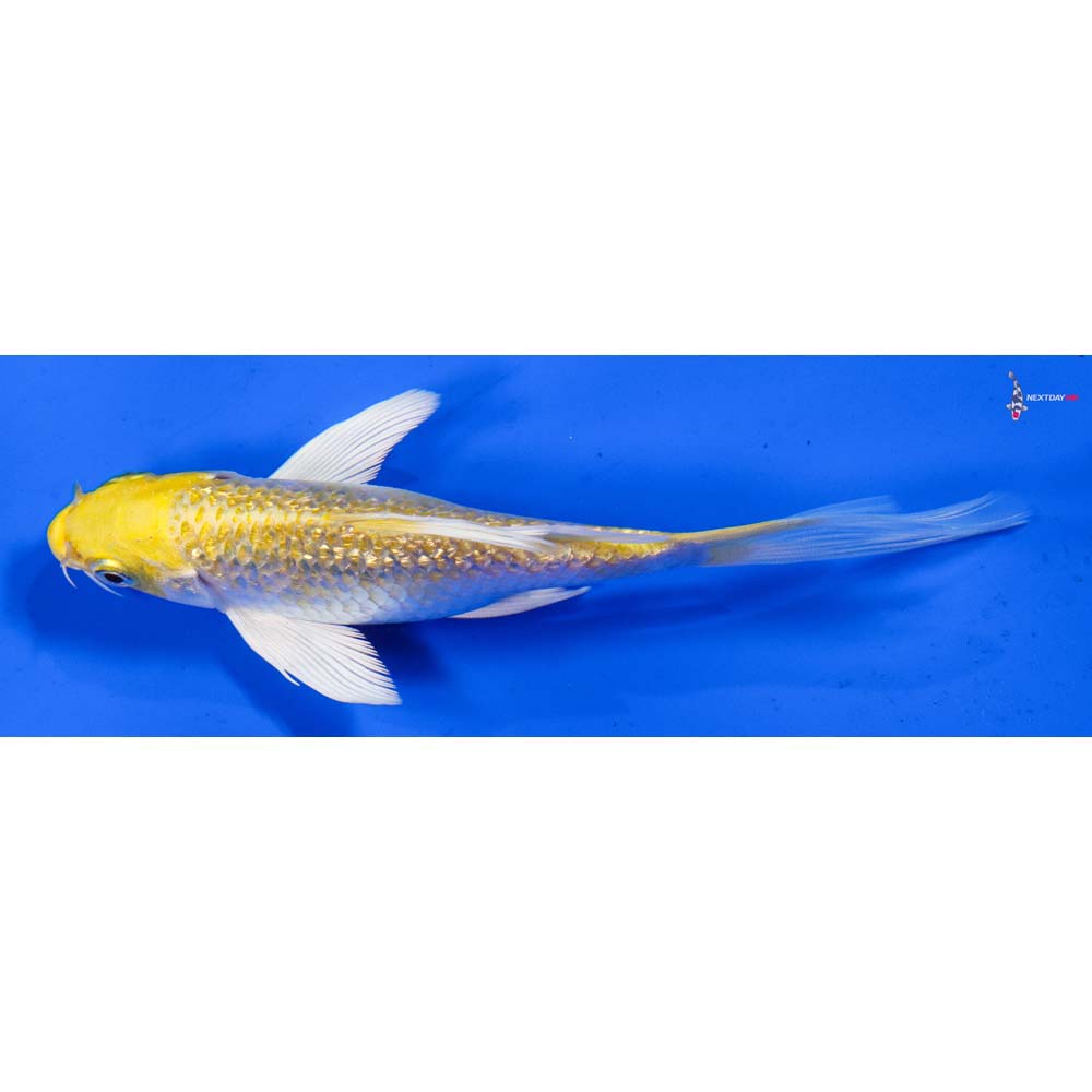 5.5” Imported Gin Rin Lemon Hariwake Butterfly Koi
